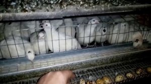 Нашы перепела занеслись. Почему не несутся перепела. Часть 2.