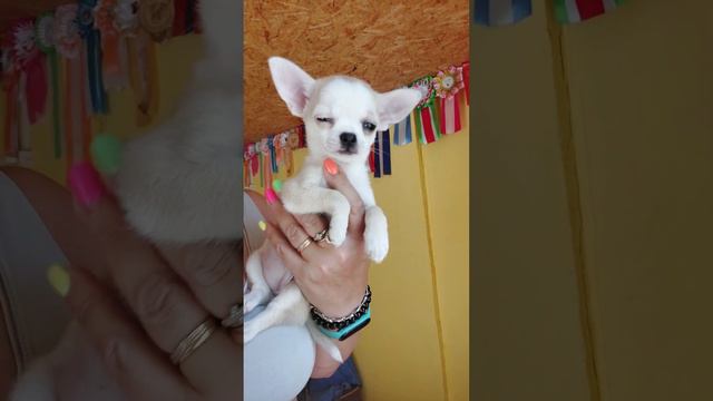 #мини Анабель Елисеевна #Продажа #чихуахуа питомник Кастропуло Крым +79787458062 viber WhatsApp смотреть онлайн