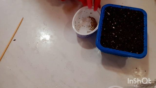 Нивяник и астра, сеем на рассаду. Мама Ира и Арина. #нивяник#астра смотреть онлайн