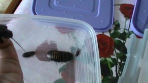 Мадагаскарские тараканы