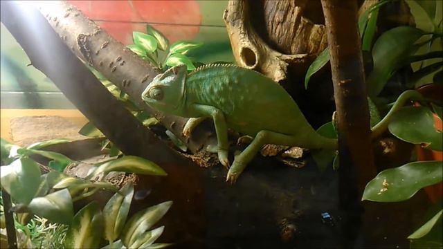 Трогательный зоопарк в Рязани. ТРК Малина. смотреть онлайн