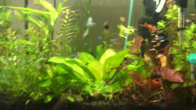 Кормим рыбок 🐟🐠🐡 смотреть онлайн