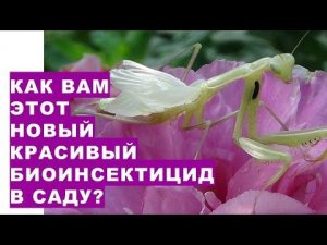 Как Вам этот новый биоинсектицид в саду? Почему фермеры многих стран покупают этих насекомых для выр