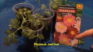 Пиретрум из семян (легко и просто).