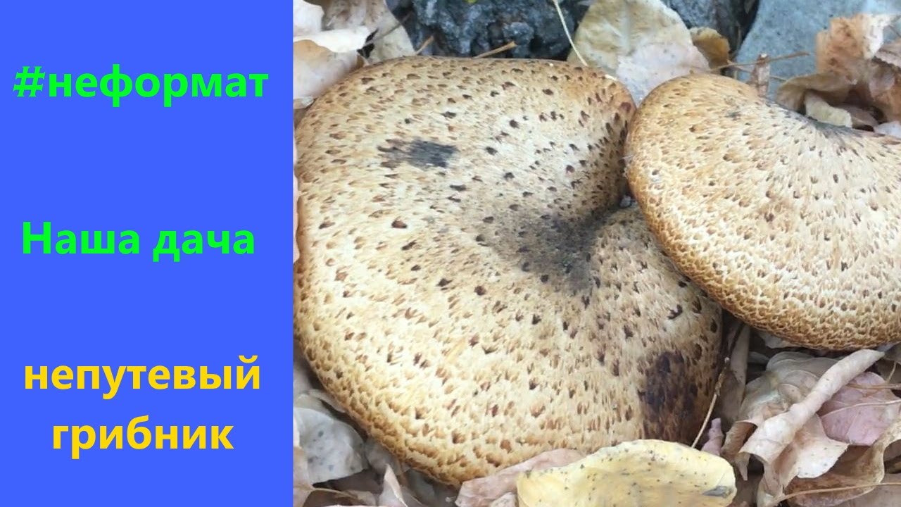 Дача непутевого грибника и запасы на зиму. смотреть онлайн