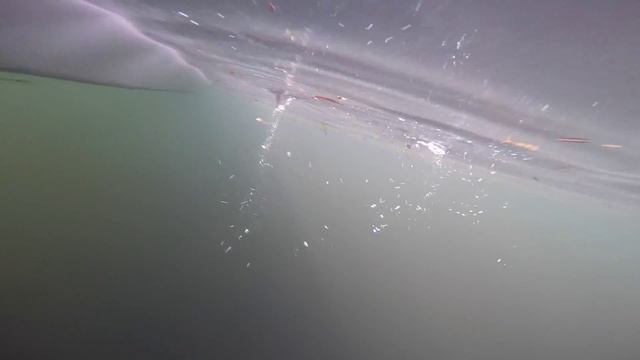 Birthday manatees! 1/17/2015 смотреть онлайн