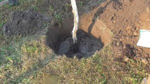 Посадка саженца груши.