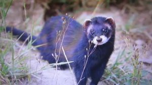 Сказка об умном мышонке (продолжение сказки о глупом мышонке)