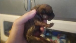 Выкинули новорожденного щенка.Спасаем щенка.Щенок весь в яйцах мух
