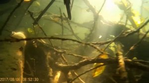 подводная охота река Пьяна 2017