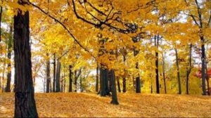 СЕРГЕЙ ЕСЕНИН Я КРАСИВЫХ ТАКИХ НЕ ВИДЕЛ