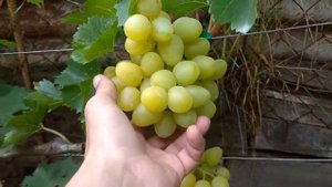 Чем удобрить виноград после созревания и уборки урожая. Подкормка, обработка, полив.