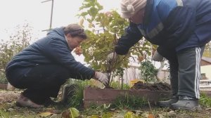 13 октября 2022г. У МЕНЯ БУДЕТ ФРУКТОВОягодный САД пересаживаем