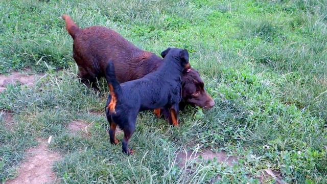 Стая. Лабрадоры и ягд терьер. Flock. Labradors and yagde terrier смотреть онлайн