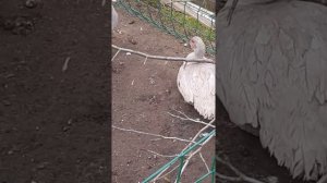 жемчужные индоутки.