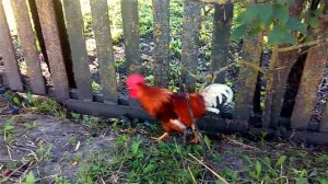 Петух и Курица. Деревенские Футажи. Петух и Курица Видео. Футажи для видеомонтажа