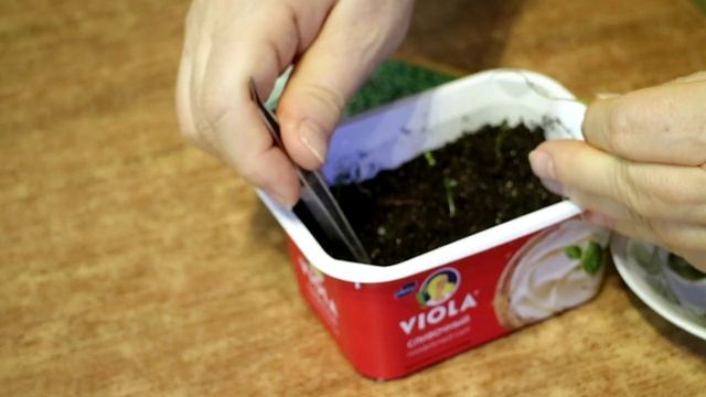 445_Дихондра в средней полосе. Водопад, ковёр или ручеёк смотреть онлайн