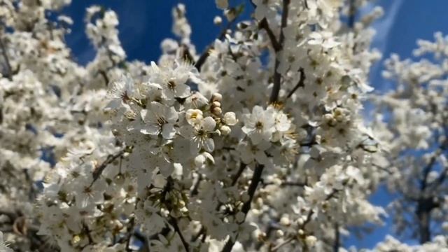 Звуки природы, пение птиц, для релаксации, сна, медитации, Relax смотреть онлайн