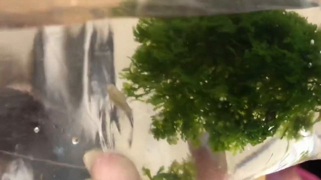 Людвигия рубин | Альтернатера рейнека | Хемиантус | Гуппи голубой орёл | Креветка красный огонь смотреть онлайн