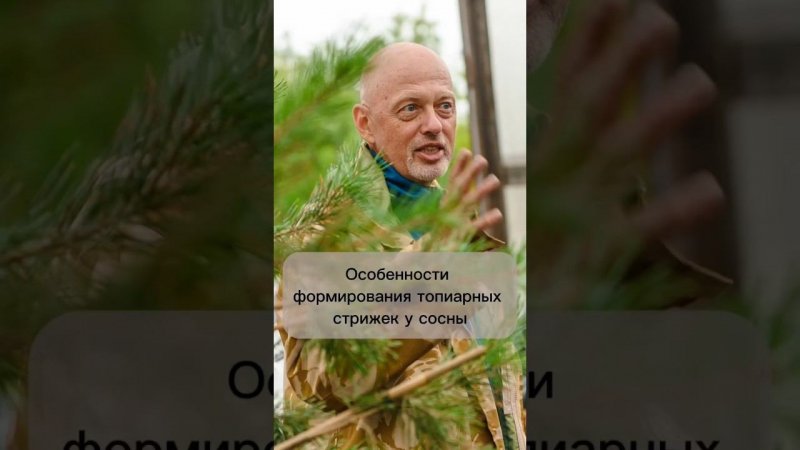 Особенности формирования топиарных стрижек у сосны.
