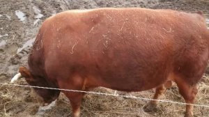 Бык лимузин пасёт малолетних тёлок.