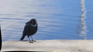 Помилуй, Иисус. Елена Ваймер