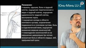 Лекторий, меридиан легких