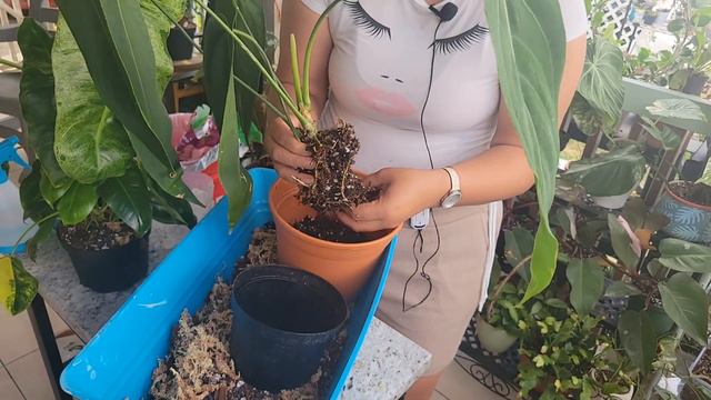 Preparando Sustrato para Mis plantas "EXOTICAS" смотреть онлайн