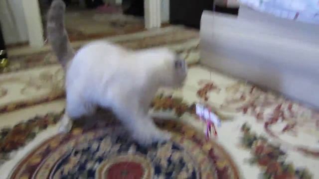 Гипоплазия мозжечка у кошек / Cerebellar Hypoplasia Cat