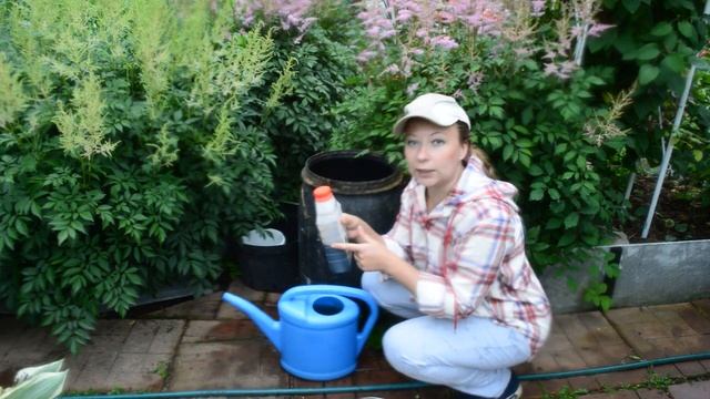 Три Подкормки Для Огромного Урожая Огурцов Быстро и Просто | Огурцы в открытом грунте смотреть онлайн