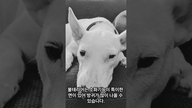 방귀쟁이 강아지들