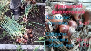 От посадки до сбора урожая лука шалот разных сортов. Подведение итогов. Сокращенный вариант.