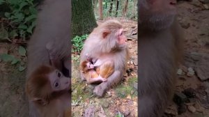 Young Mother Monkey Don't Know How To Care Newborn Baby! Cries Loud Need Some One Help