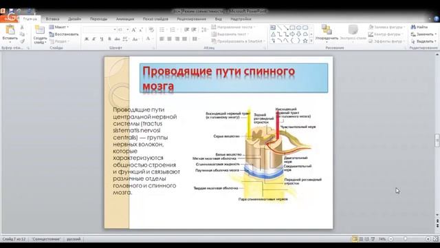 ЕГЭ по биологии 11 класс  Занятие 36  Строение нервной ткани  Спинной мозг