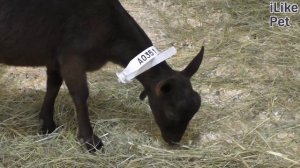 Коза мурсиана-гранадина. Особенности породы, уход