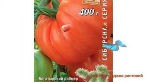 Томат обыкновенный Мечта Великана ? обзор: как сажать, семена томата Мечта Великана