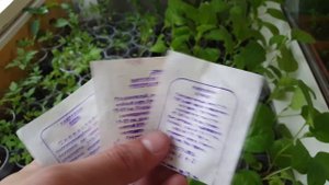 Моя рассада овощей и рассада цветов перед высадкой в открытый грунт. Подвожу итоги.