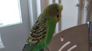 Попугай Кеша Разговаривает 🐦