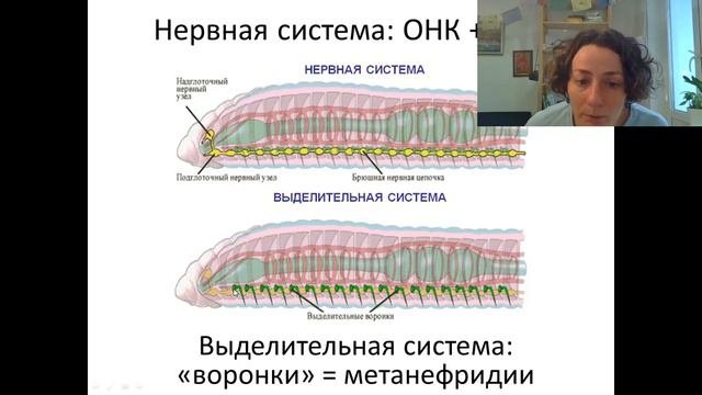 кольчатые черви