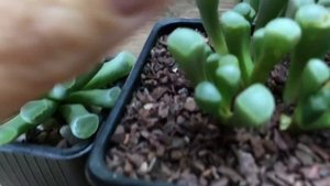 Фрития (Frithia)  & фенестрария (Fenestrariya).   Похожие и такие разные. Живые почти камни.