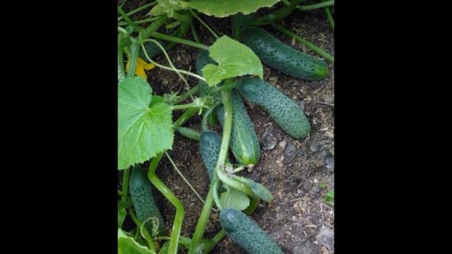 Профессиональные семена: огурцы Герман и Кураж