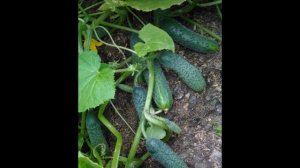 Профессиональные семена: огурцы Герман и Кураж