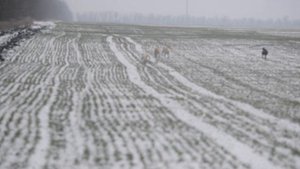 Охота на зайца с борзыми