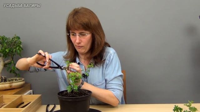 Бонсай из боярышника (ч.3). смотреть онлайн