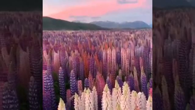 ЦЕЛОЕ ПОЛЕ ЛЮПИНОВ. КАК ЛАВАНДОВОЕ) / lupin field смотреть онлайн