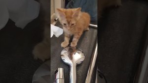 Смеситель с тропическим душем и кот помощник