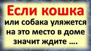 Что Вы должны знать об энергетике кошек и собак