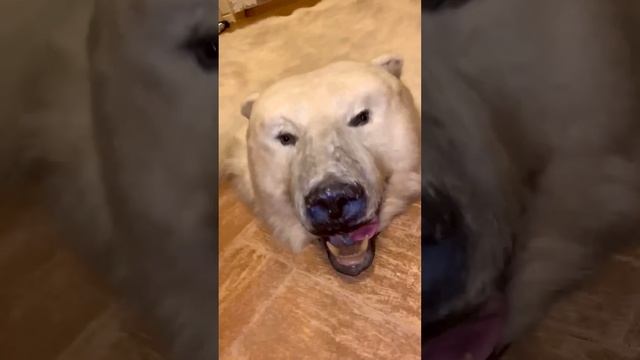 «ГДЕ ТО НА БЕЛОМ СВЕТЕ» смотреть онлайн