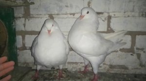 Мясные голуби