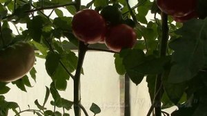 Уж осенью пахнуо.   Гном Большая удача.